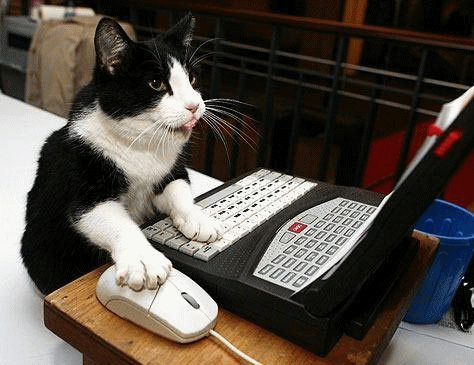 cat typing